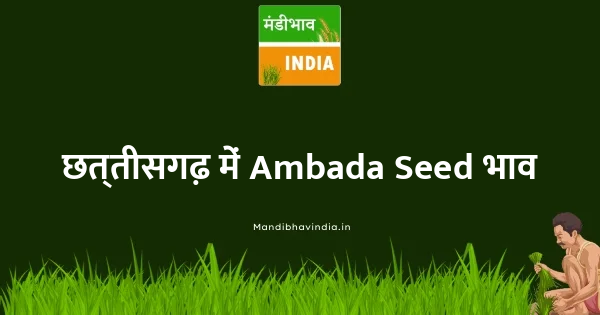 Ambada Seed भाव